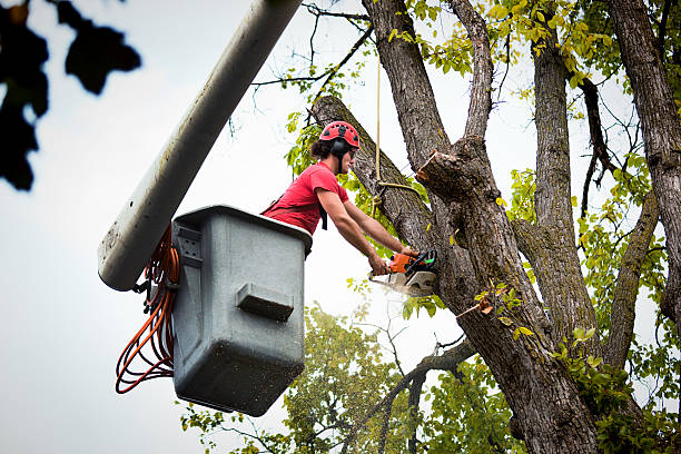 Best Tree Cabling and Bracing  in Gate City, VA